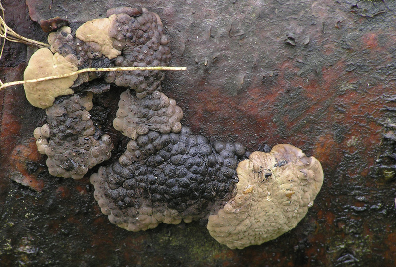 Hypoxylon multiforme